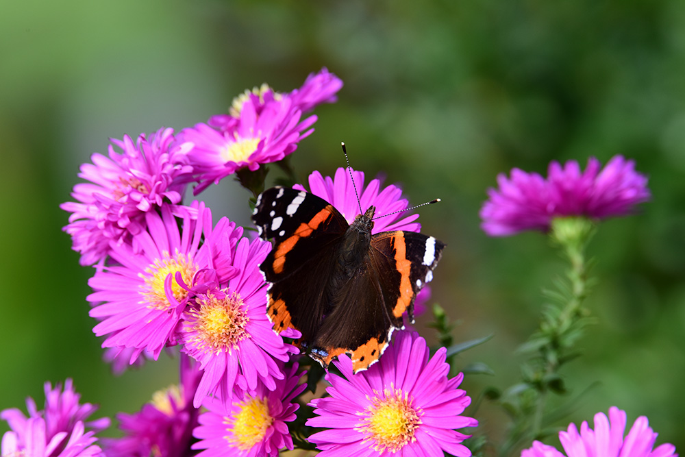 Menigat Kleiner Flieger